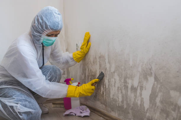 Best Certified Mold Removal  in Jacksonville, NC