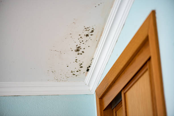 Best Mold Cleaning Services  in Jacksonville, NC