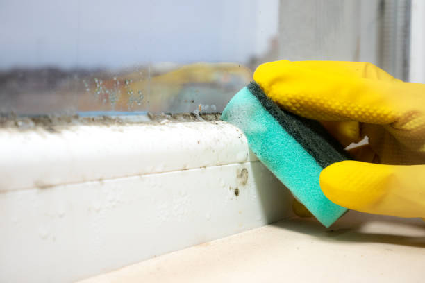 Best Mold Testing  in Jacksonville, NC