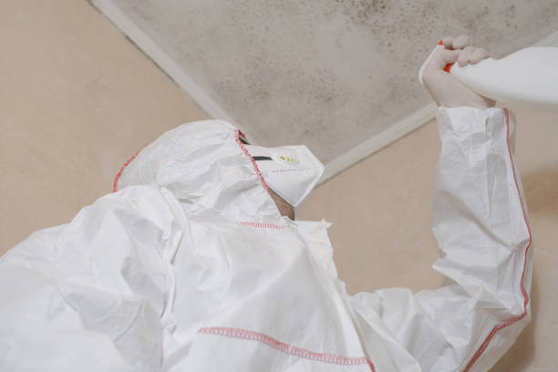 Best Best Mold Removal Companies  in Jacksonville, NC