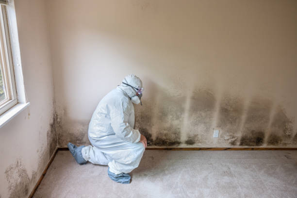 Best Local Mold Removal Service  in Jacksonville, NC