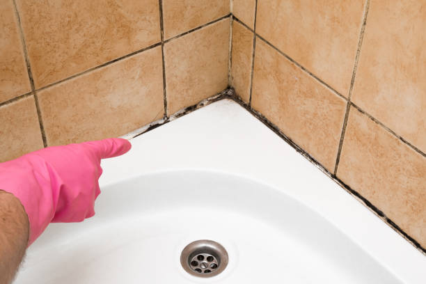Best Home Mold Removal  in Jacksonville, NC