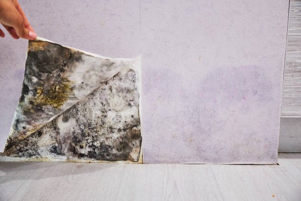 Best Mold Cleaning Services  in Jacksonville, NC